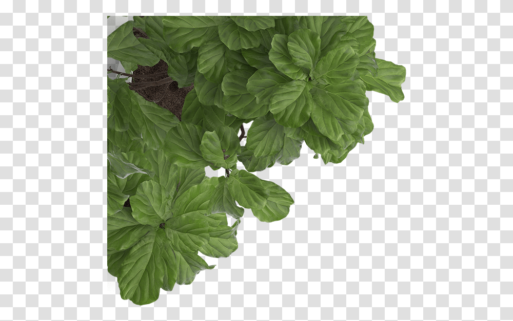 Img Temp Img14 Jpg Clipart Shella Font Trio, Leaf, Plant, Potted Plant, Vase Transparent Png