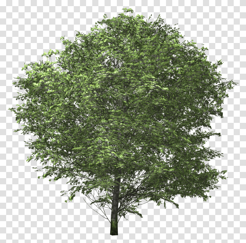 Img Tree No Back Ground, Plant, Maple, Tree Trunk, Conifer Transparent Png