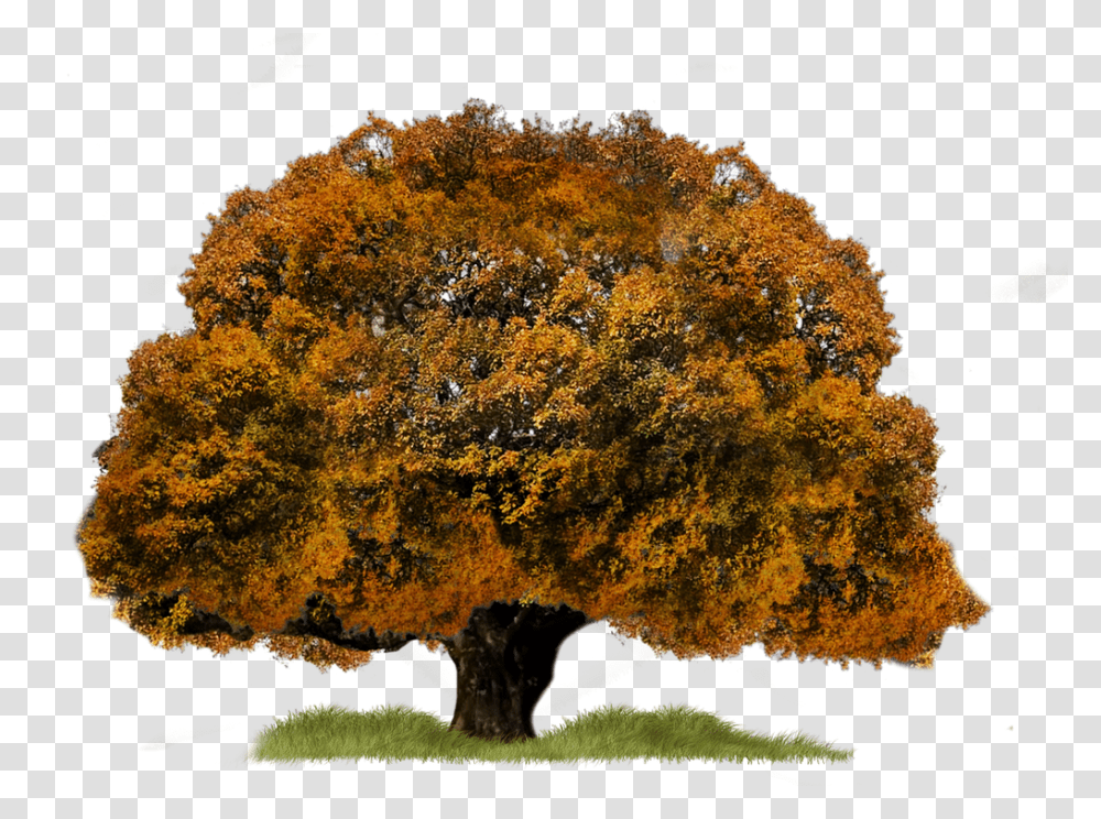 Img, Tree, Plant, Nature, Outdoors Transparent Png