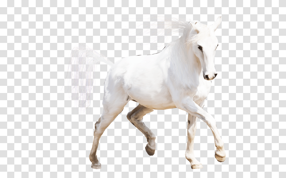 Img Type Stallion, Horse, Mammal, Animal, Foal Transparent Png