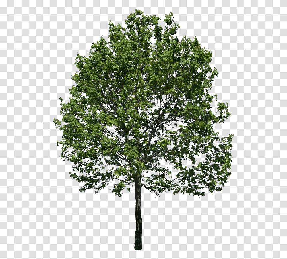 Imgenes Para Fotomontaje Arboles Para Renders, Tree, Plant, Oak, Sycamore Transparent Png