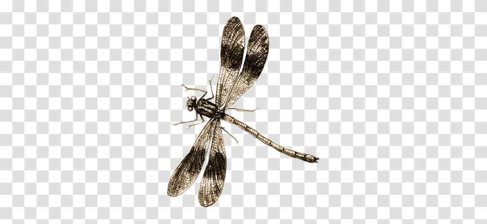 Imges Dragonfly, Insect, Invertebrate, Animal, Anisoptera Transparent Png