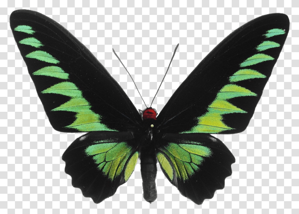 Imgs - Black And Green Butterfly, Insect, Invertebrate, Animal, Moth Transparent Png