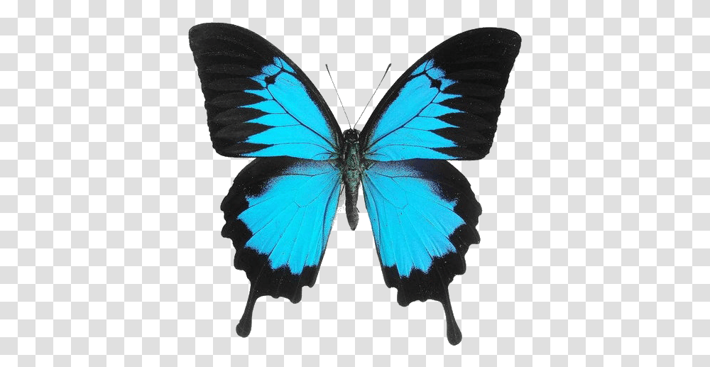 Imgs - Blue And Black Butterfly, Insect, Invertebrate, Animal, Bird Transparent Png