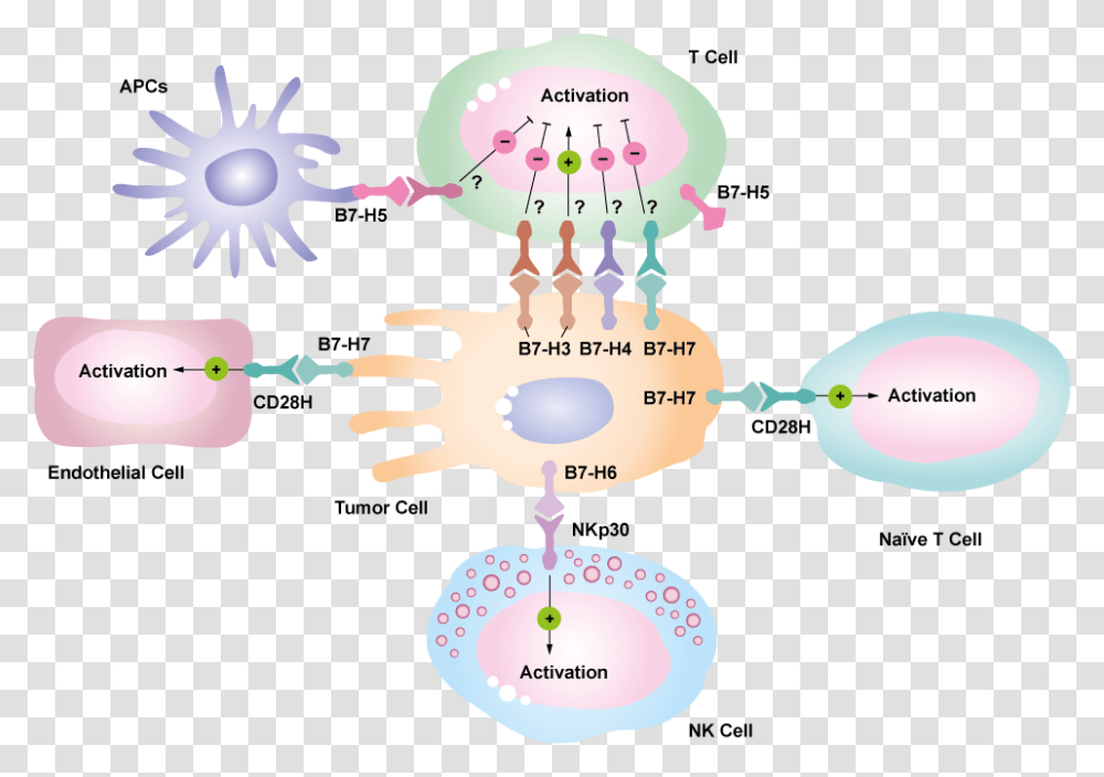 Immune Checkpoint B7 Family, Diagram, Plot Transparent Png