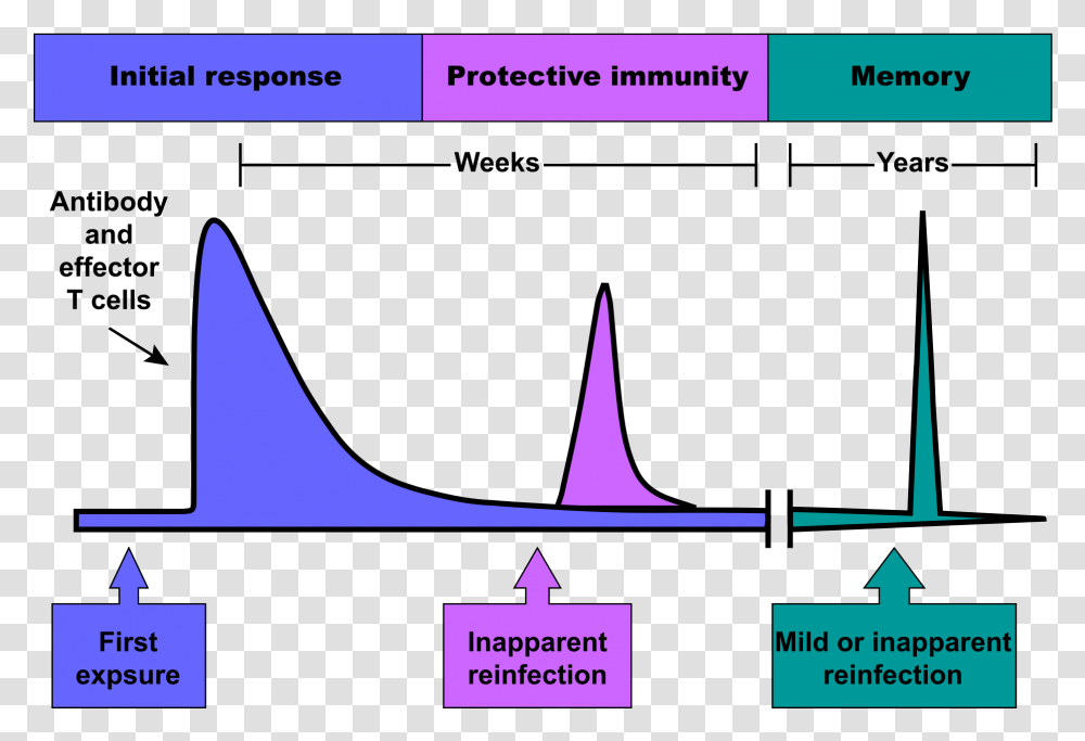 Immune Response Graph, Outdoors, Nature Transparent Png