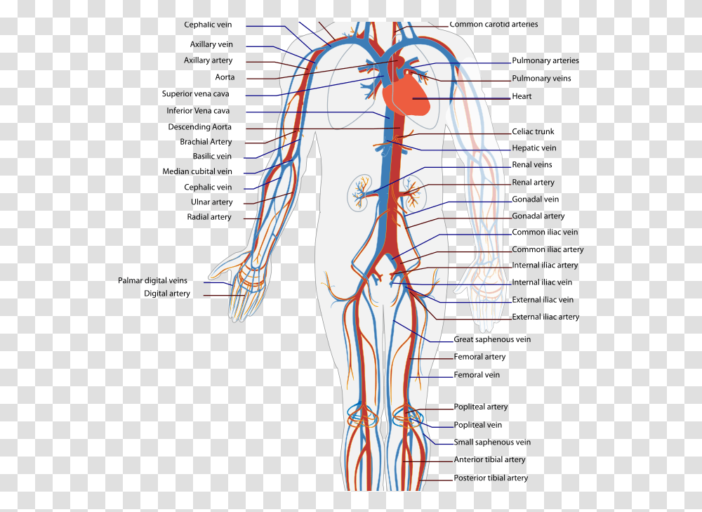 Immune System Blood Flow Of The Body, Veins, Plot, Person, Human Transparent Png