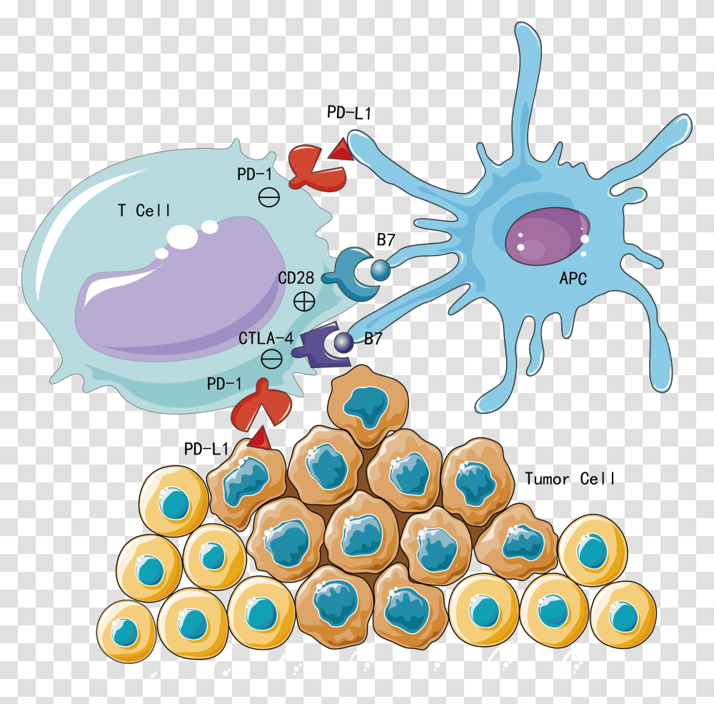 Immune System Immune Checkpoint Inhibitors Cartoon, Purple Transparent Png