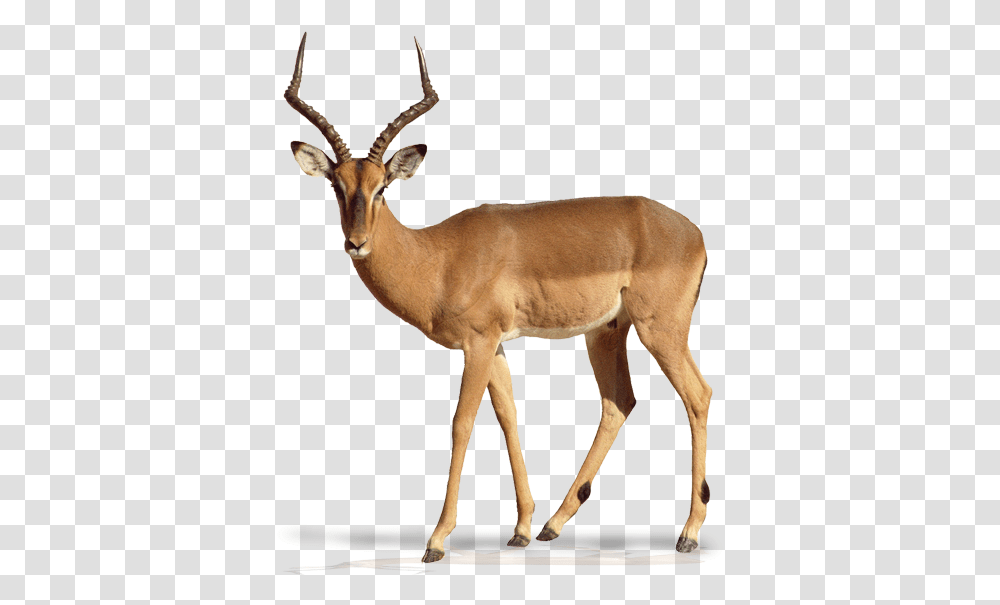 Impala Animal White Background, Antelope, Wildlife, Mammal, Gazelle Transparent Png