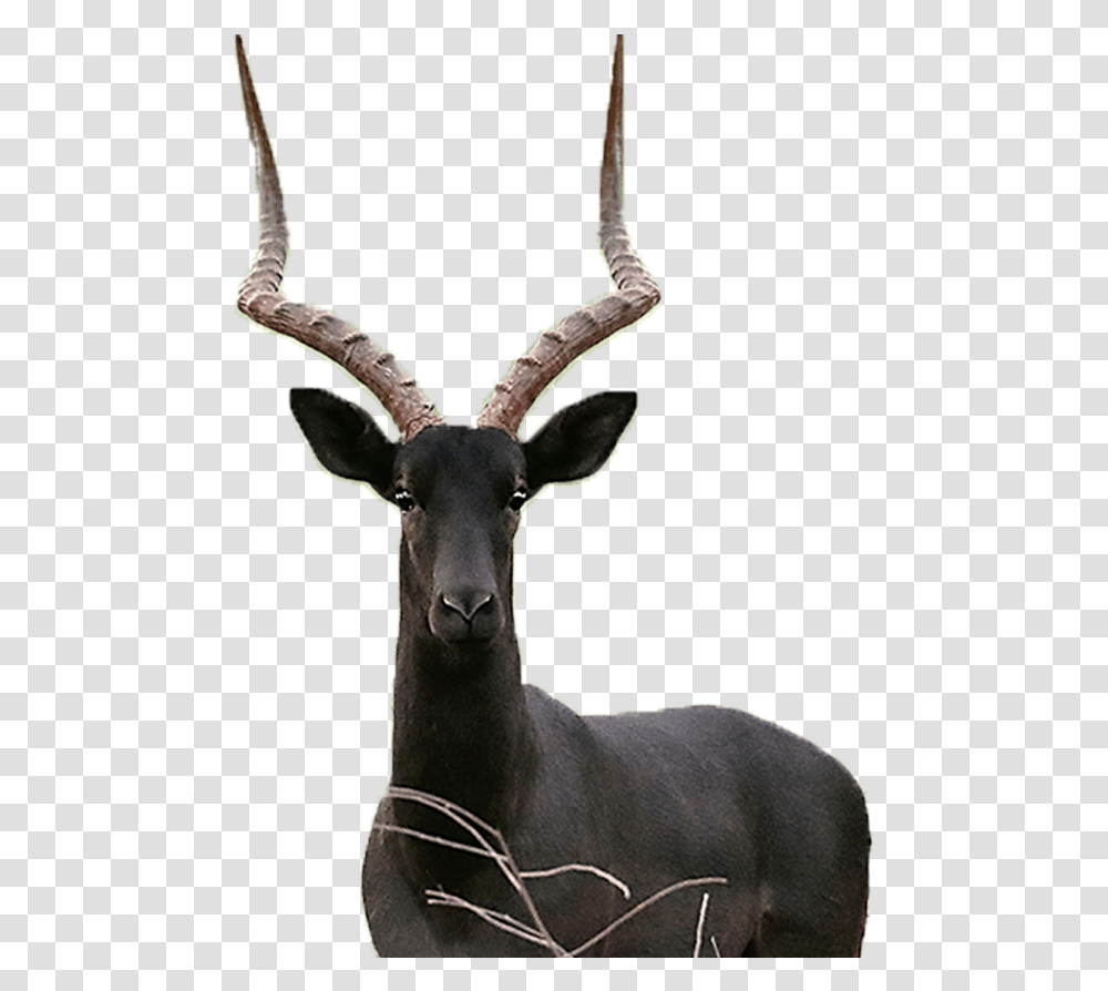 Impala Black Black Impala, Antelope, Wildlife, Mammal, Animal Transparent Png