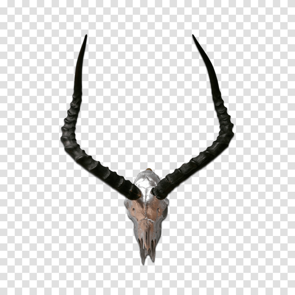Impala Skull, Animal, Wildlife, Mammal, Antelope Transparent Png
