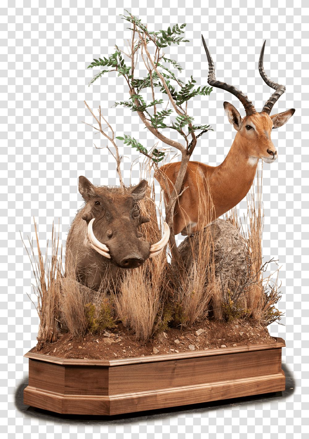 Impala & Warthog Im104 Our Work Kanati Studio Animal Figure, Antelope, Wildlife, Mammal Transparent Png