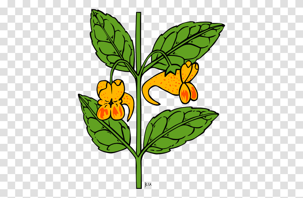 Impatiens Capensis Clip Art Free Vector, Leaf, Plant, Flower, Spinach Transparent Png