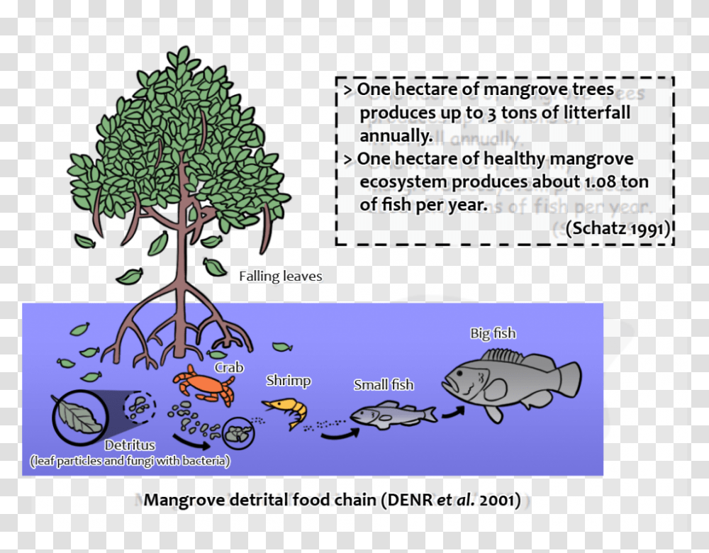 Importance Of Mangroves For Fish, Bush, Vegetation, Plant, Tree Transparent Png