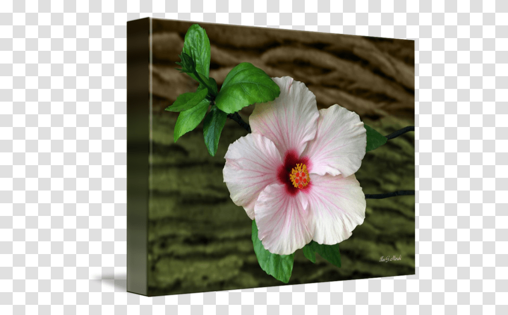 In Front Of Bark By Ilan Mizrahi, Plant, Hibiscus, Flower, Blossom Transparent Png