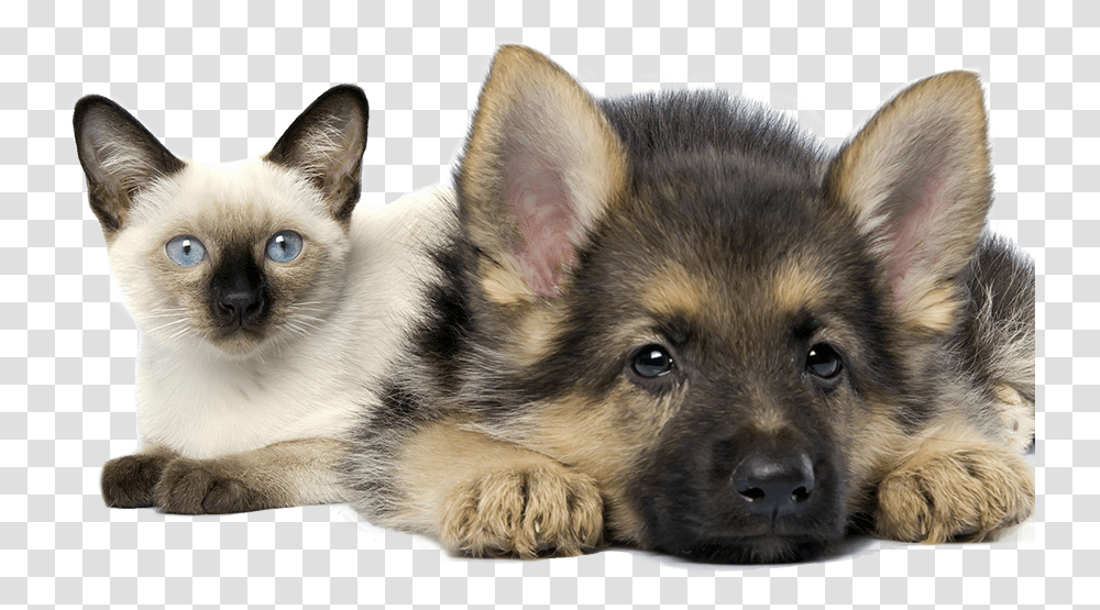 In House Pet Sitting For Cats And Dogs Cleveland Ohio Kittens And German Shepherds, Canine, Animal, Mammal, Husky Transparent Png