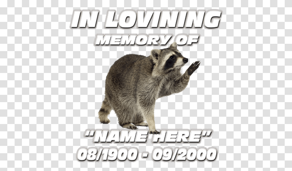 In Loving Memory Racoon Decal Procyon, Animal, Mammal, Raccoon, Bear Transparent Png