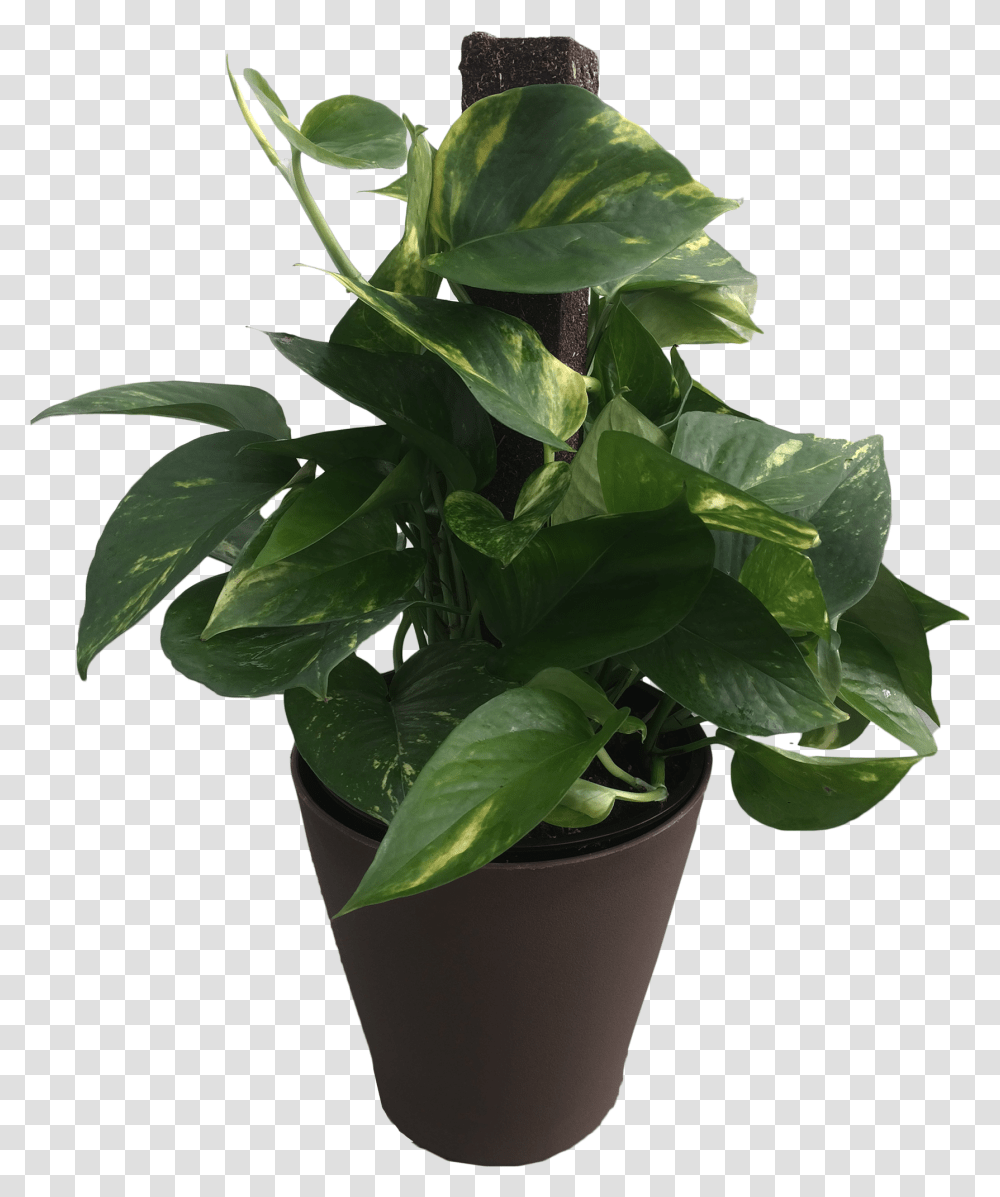 In Premium Foliage Pothos Totem Pole Flowerpot, Plant, Leaf, Aloe, Blossom Transparent Png
