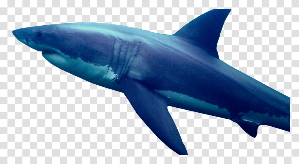 In Search Of The Great White Shark X Ray Mag, Sea Life, Fish, Animal Transparent Png