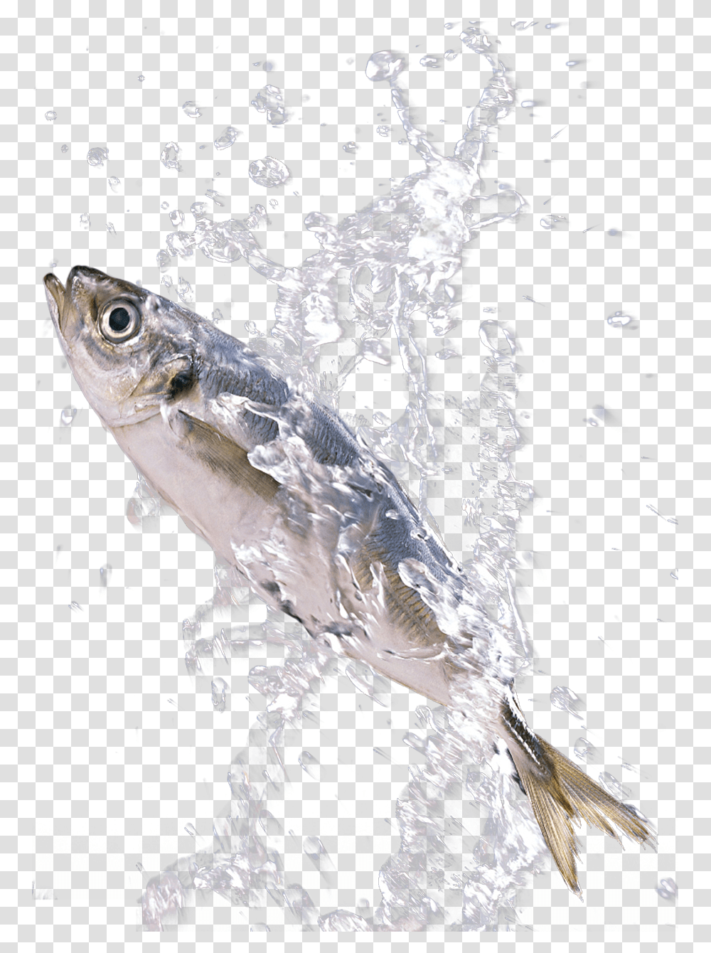 In The Splash Sardines Fish Splashing In Water, Tuna, Sea Life, Animal, Coho Transparent Png