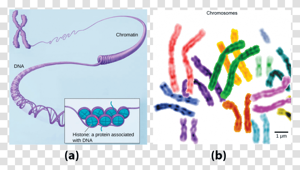 In This Illustration Dna Tightly Coiled Into Two Thick Genes And The Human Genome, Hand, Poster, Advertisement Transparent Png