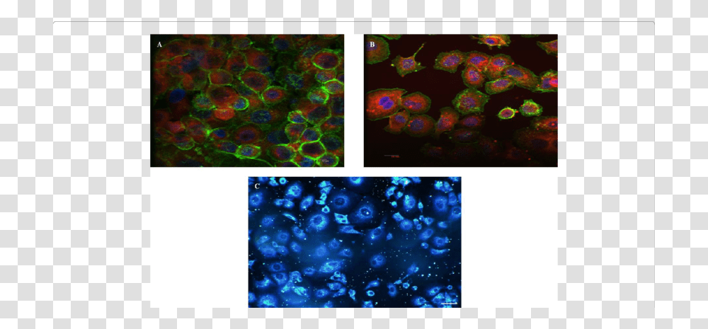 In Vitro Imaging Of The Ns Confocal Fluorescence Microscopy, Collage, Poster, Advertisement, Ornament Transparent Png