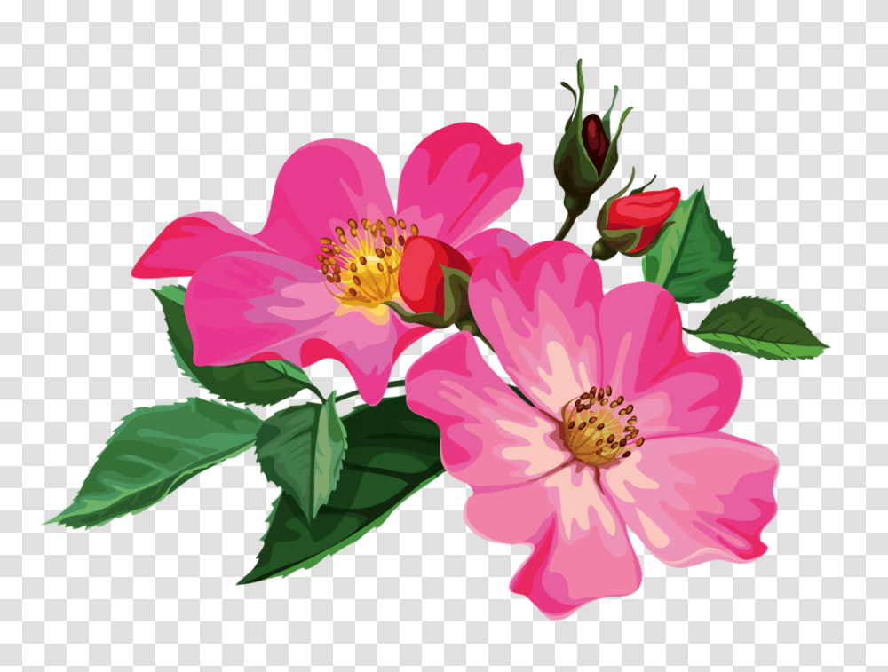 In Zima Prints Flowers And Album, Plant, Blossom, Anther, Petal Transparent Png