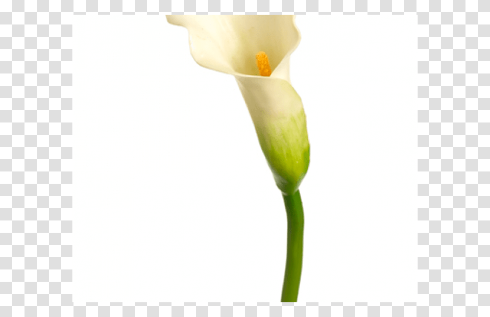 Inch Mini Calla Lily Spray Cream Green Gardening Flower, Plant, Blossom, Araceae, Petal Transparent Png