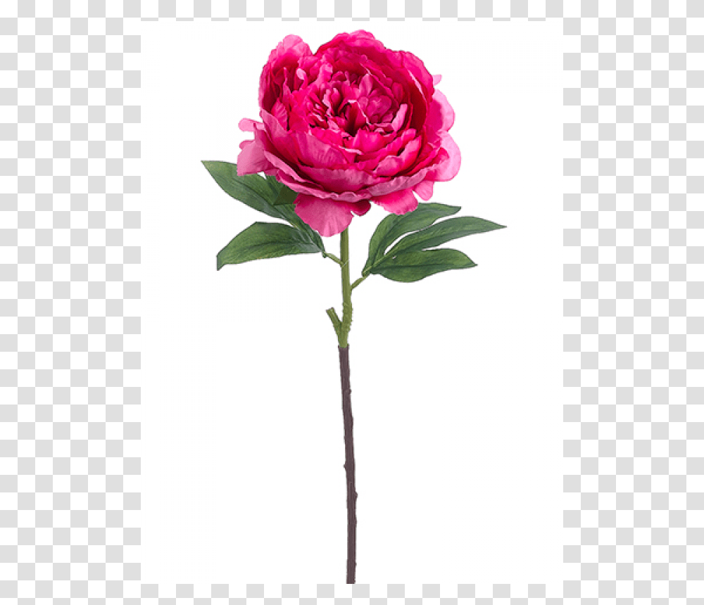 Inch Peony Spray Beauty, Plant, Rose, Flower, Blossom Transparent Png
