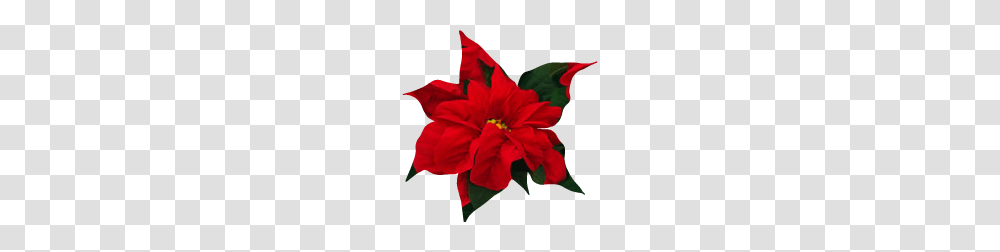Inch Poinsettia Winter Rose Early Red, Hibiscus, Flower, Plant, Blossom Transparent Png