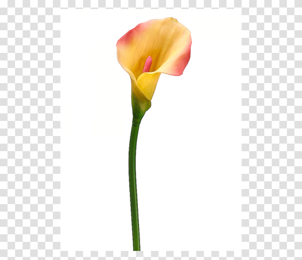 Inch Pvc Calla Lily Stem Pink Yellow, Plant, Flower, Blossom, Petal Transparent Png