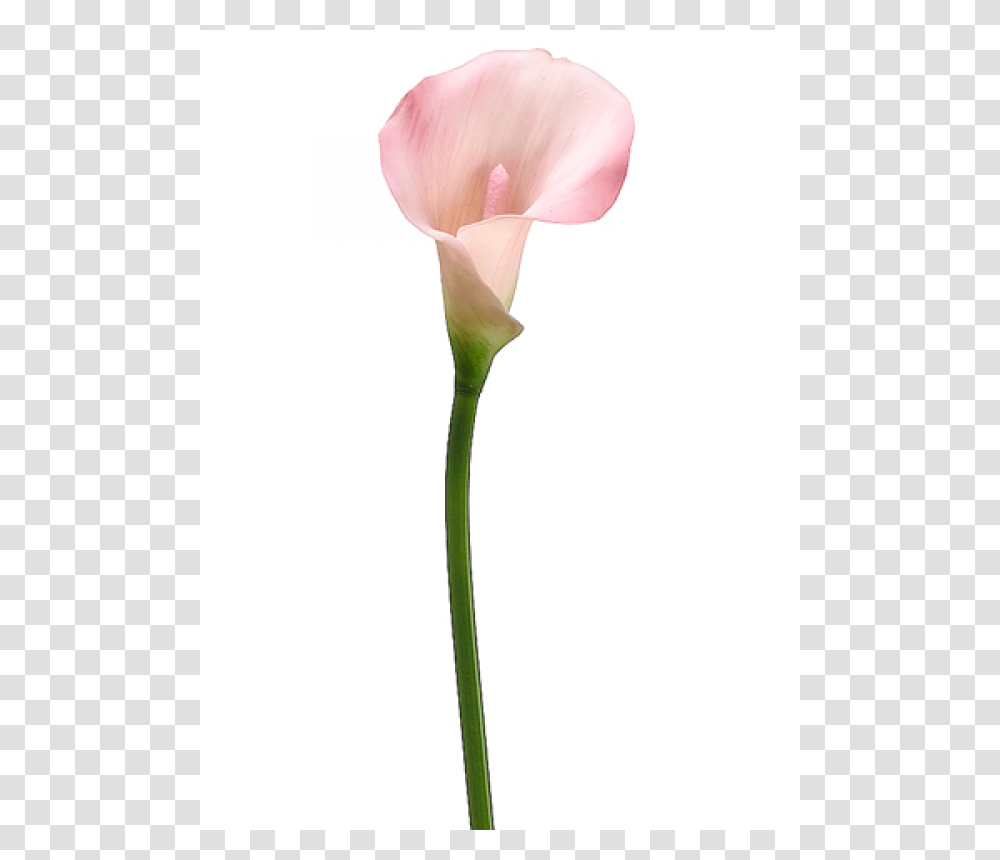 Inch Pvc Calla Lily Stem, Plant, Flower, Blossom, Spoon Transparent Png