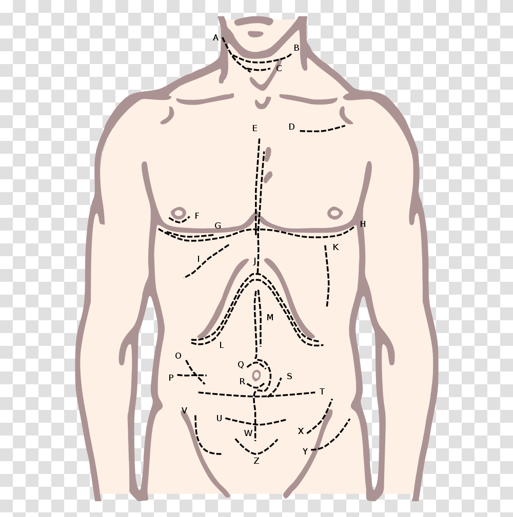 Incisions Of The Torso Chemical Basis Of Love, Plot, Face, Person, Human Transparent Png