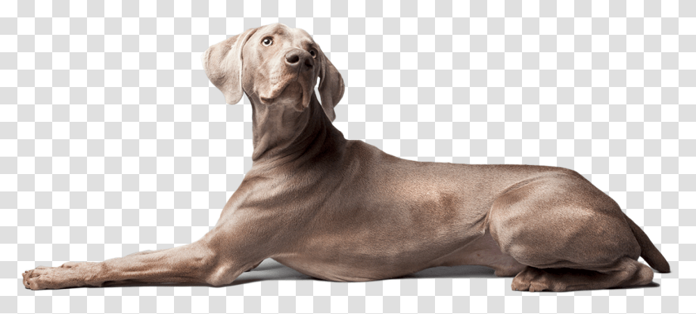 Increases Bone Amp Tendon Strength Weimaraner, Dog, Pet, Canine, Animal Transparent Png