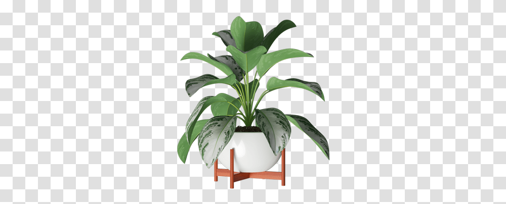 Inda Flowerpot, Plant, Leaf, Blossom Transparent Png