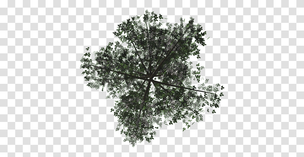 Index Of Assetsbabylonjsassetstextures Twig Texture, Tree, Plant, Maple, Land Transparent Png