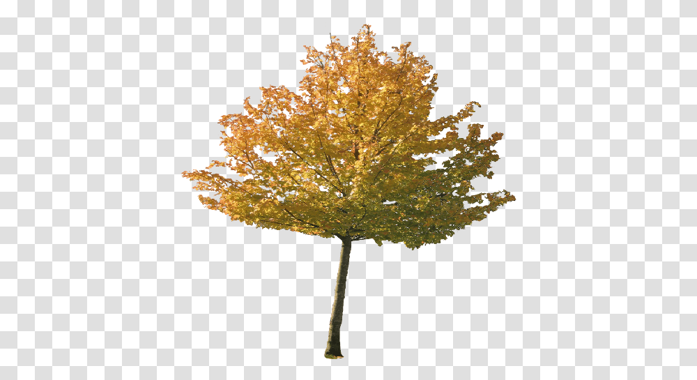 Index Of Autumn, Tree, Plant, Maple, Fungus Transparent Png