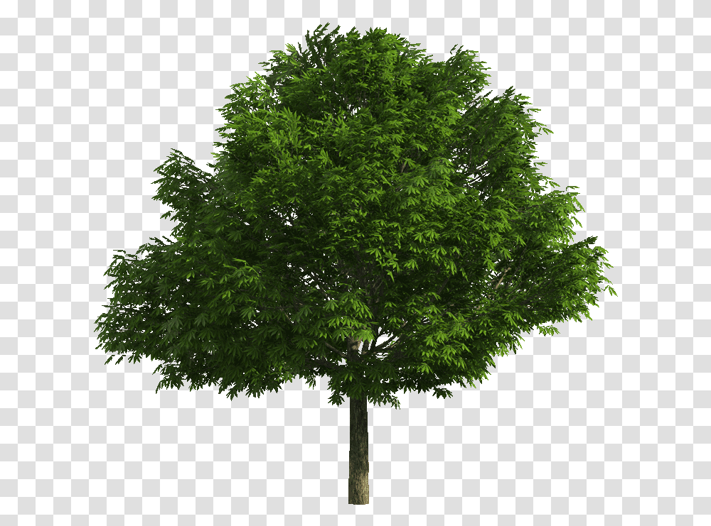 Index Of B01datagraphicstexturesvegetation Realistic Tree Tree, Plant, Maple, Leaf, Tree Trunk Transparent Png