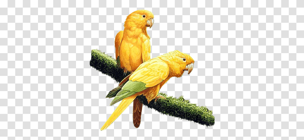 Index Of Bird Parrot Yellow, Animal, Parakeet, Canary Transparent Png