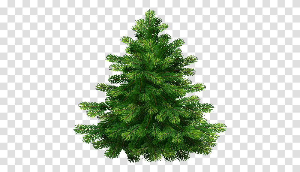 Index Of Christmas Pine Tree, Christmas Tree, Ornament, Plant, Conifer Transparent Png
