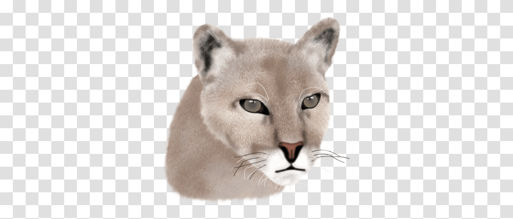 Index Of Cougar, Wildlife, Animal, Mammal, Cat Transparent Png