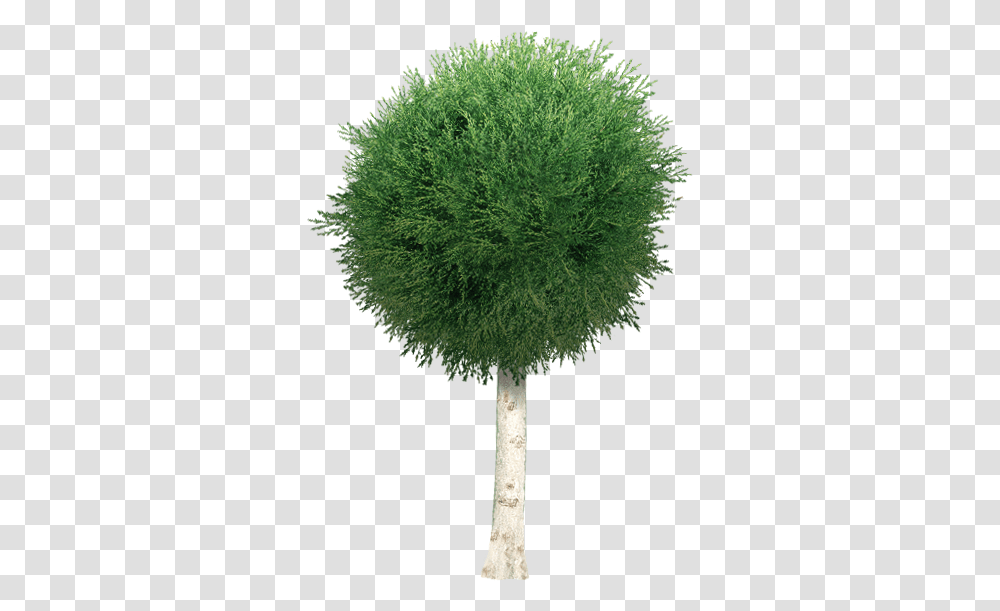 Index Of Djmorcabinwatertrees Garden Tree, Moss, Plant, Green, Vegetation Transparent Png