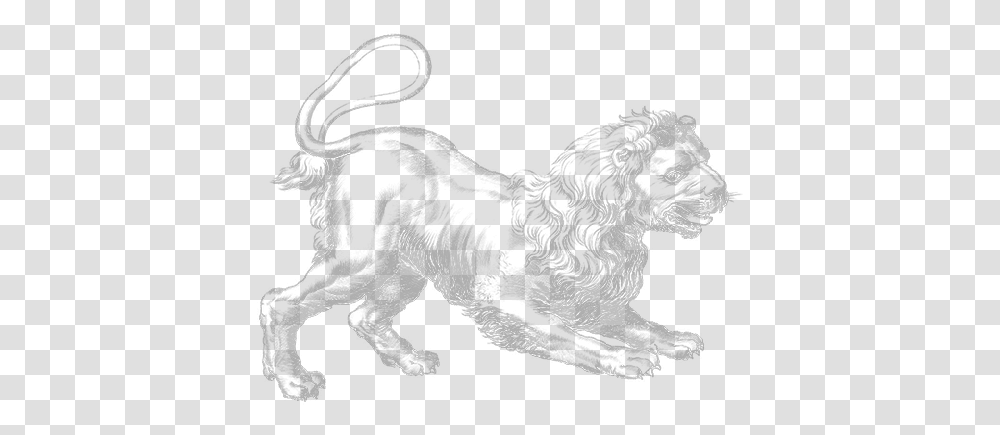 Index Of Experimentssuvrassetsimageshevelius Leo, Lion, Wildlife, Mammal, Animal Transparent Png