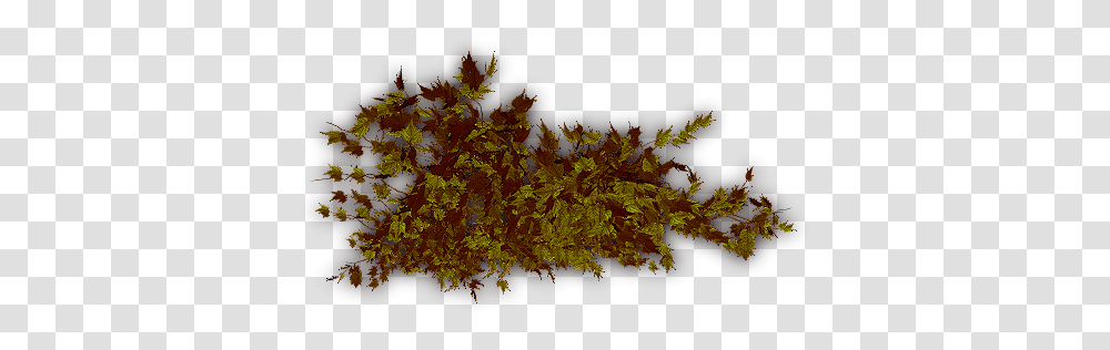 Index Of Hornwort, Leaf, Plant, Tree, Maple Transparent Png
