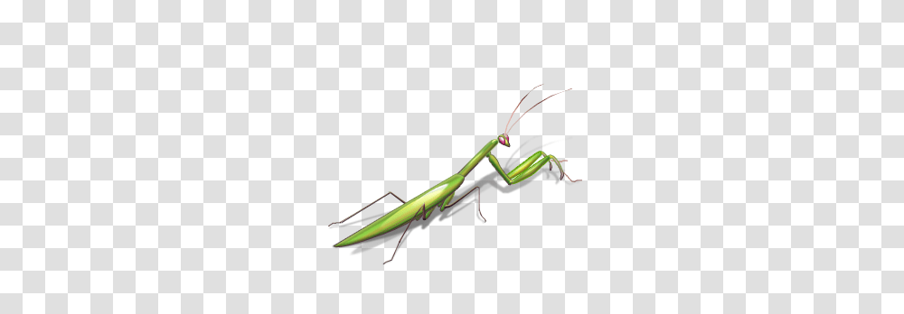 Index Of Images, Bow, Insect, Invertebrate, Animal Transparent Png