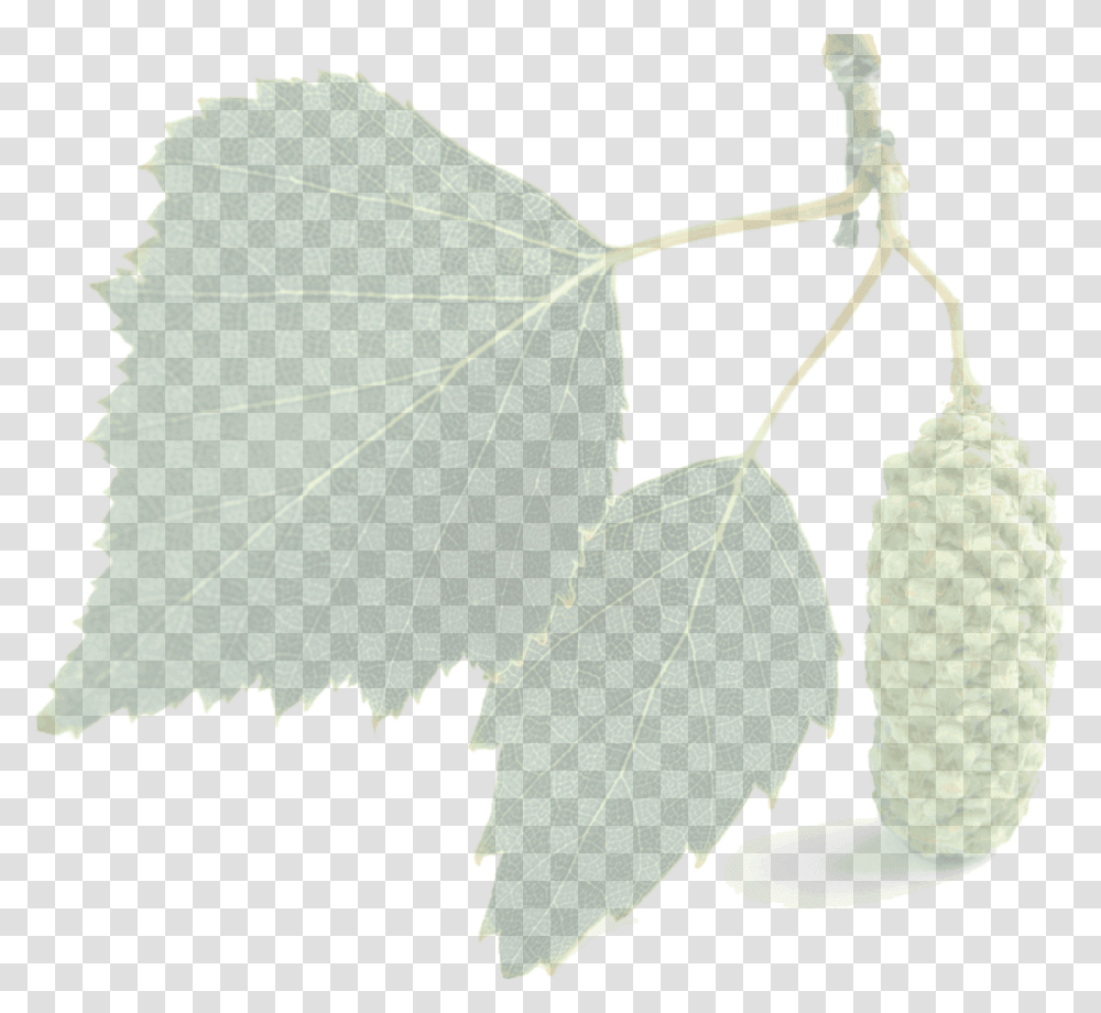 Index Of Images Canoe Birch, Tree, Plant, Leaf, Annonaceae Transparent Png