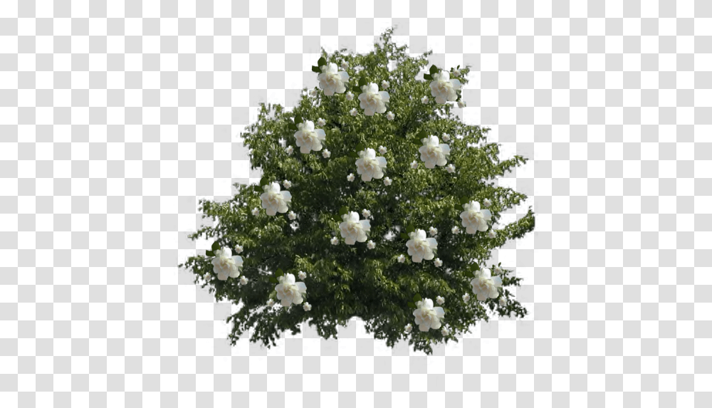 Index Of Images Plant Top View, Flower, Tree, Outdoors, Floral Design Transparent Png