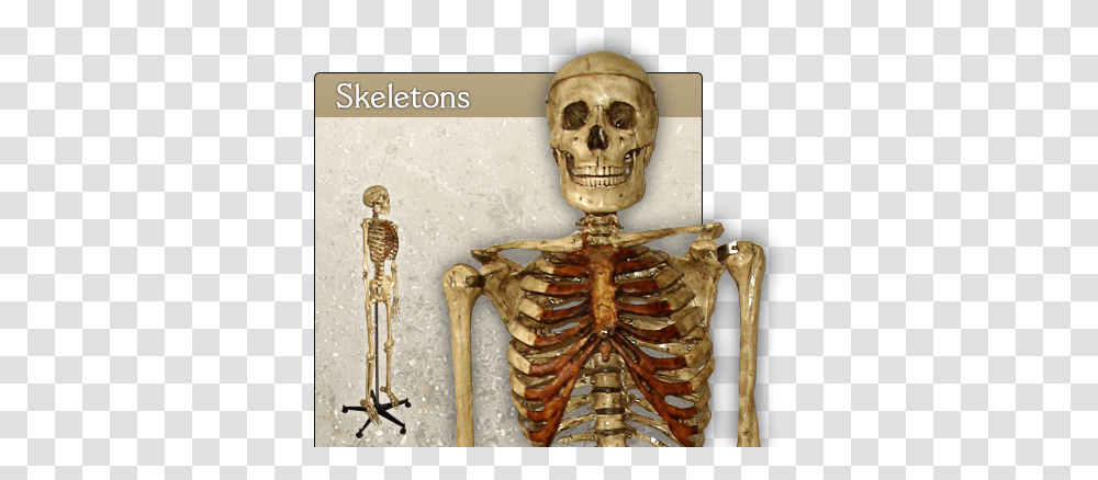 Index Of Images Skeleton, Toy, Archaeology Transparent Png