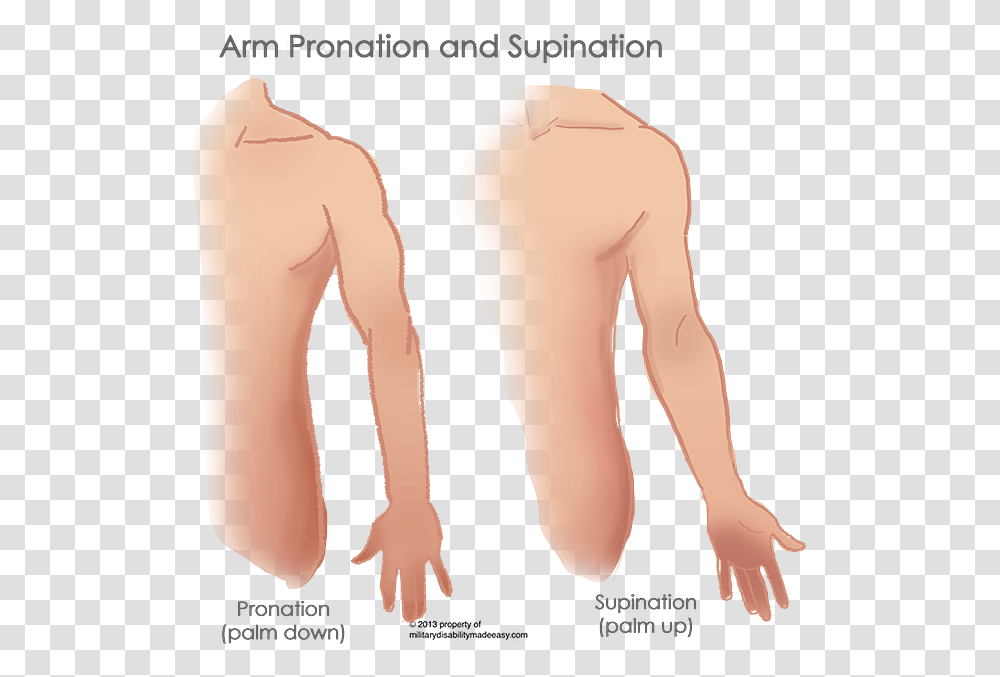 Index Of Imagesshoulder Muscles Parathyroid Implantation Scar Wrist, Arm, Hand, Plot, Torso Transparent Png