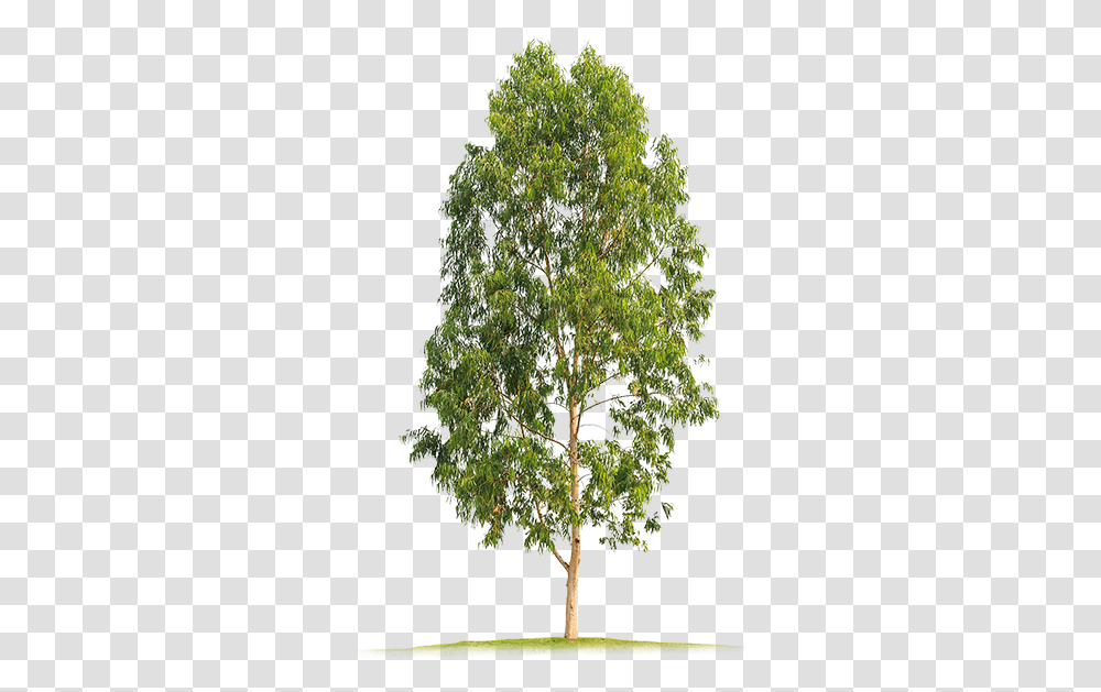 Index Of Imagesv1 Big Tree, Plant, Conifer, Larch, Giant Panda Transparent Png